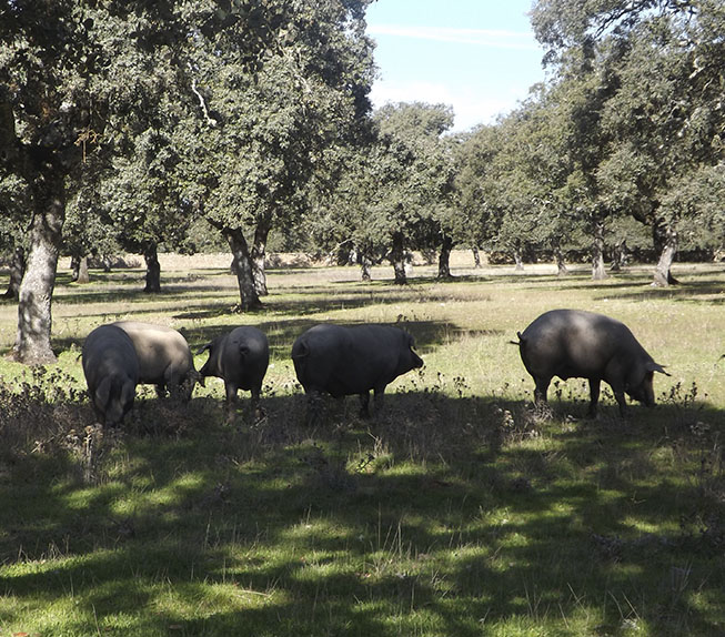 Iberian pigs resting in the pasture.