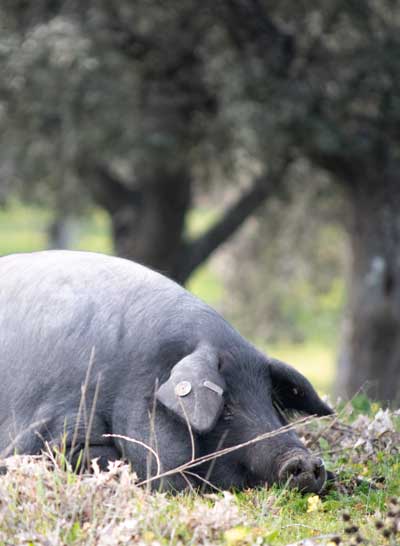 Un cerdo ibérico tumbado en la dehesa