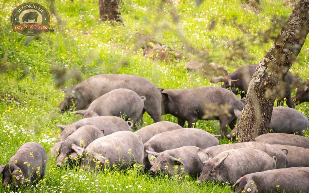 Las cinco Denominaciones de Origen Protegidas de jamón en España
